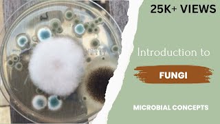 Introduction to fungi  Fungus  Theory  Microbiology  Mycology  Study of fungi [upl. by Savart]