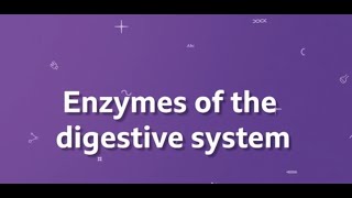 Enzymes of the digestive system KS3 Biology BBC Bitesize [upl. by Charmane805]