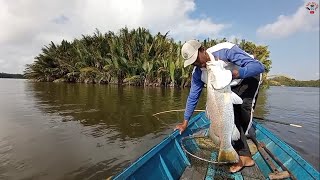 Lemparan pertama langsung disambar ikan Barramundi besarMancing joran bambu [upl. by Eelynnhoj405]