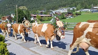 Almabtrieb in Maurach am Achensee Tirol [upl. by Croix262]