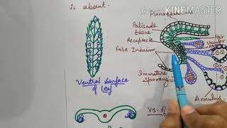 Reproduction in Pteris plant formation and structure of sporangia for bsc Msc entrance exams [upl. by Dash903]