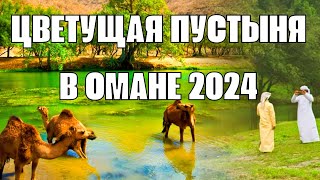 Цветущая пустыня в Омане Сбываются древние пророчества или меняется климат в Аравии [upl. by Akalam]