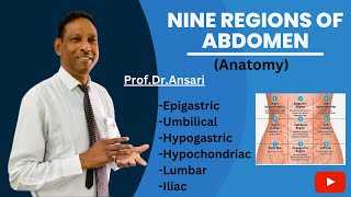 Nine regions of abdomen  Anatomy  Medical  By profDrAnsari [upl. by Beaumont]