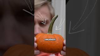 Carving the Worlds Smallest Pumpkin Halloween pumpkin tiny [upl. by Marrin]