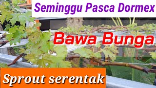 Cara Aplikasi Dormex Agar Tunas Sprout Serentak di Batang TuaCoklat Bawa Bunga Anggur Ninel 13 [upl. by Anitnauq]