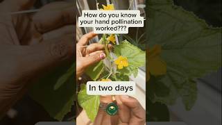 Cucumber pollination in Greenhouse with high yieldsPolyhouse construction🏗️ farming polyhouse [upl. by Ericksen]