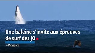 JO2024  une baleine sinvite aux épreuves de surf et fait le show [upl. by Iridissa]