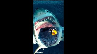 Shark attack 2  Almost ai shorts shortsvideo [upl. by Odlanyer]