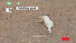 fainting goats [upl. by Belak]