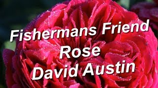 Fishermans Friend Rose Flower Garden David Austin [upl. by Annabelle906]