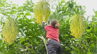 Harvesting Caryota Urens  Fishtail Palm Tree  Go to the market to sell  Phuong  Harvesting [upl. by Enyaht]