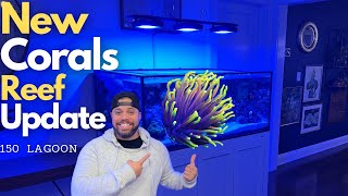 New Corals Torch coral and Reef update [upl. by Corder620]