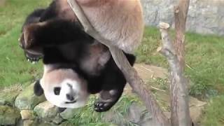 Pandas trying to make themselves extinct  Funny fails compilation [upl. by Crosse]