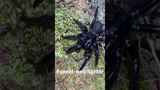 Feeding Australian Funnelweb Spider [upl. by Anaitsirhc514]