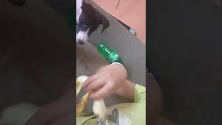 kele k chilke chahiye doglover puppy pets cute [upl. by Katherin]