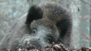 Versteckte Kamera Widschweine im Wald bei Tübingen  Hidden camera wild boars [upl. by Ebeneser]