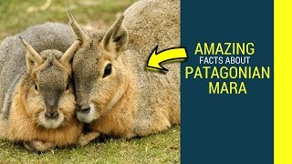 Patagonian mara facts for kids Patagonian cacarediet and lifespan [upl. by Gilcrest437]