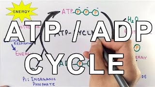 Mechanism of ATPADP Cycle [upl. by Oeniri199]