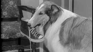 Lassie  Episode 80  quotA Place for Everythingquot  Season 3 Ep 15  12161956 [upl. by Sherrard]