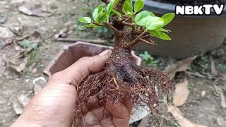 Bahan Bonsai Beringin Korea Ukuran shito [upl. by Lehcer126]