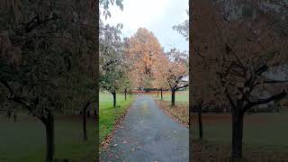 Copper Beech tree or Fagus sylvatica f purpurea trees autumn [upl. by Waneta]