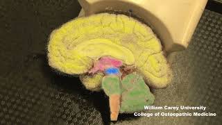 Embryologic subdivisions of the brain traditional view not the prosomeric model neuroanatomy [upl. by Carbo]