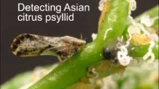 Detecting Asian citrus psyllid [upl. by Anesuza]