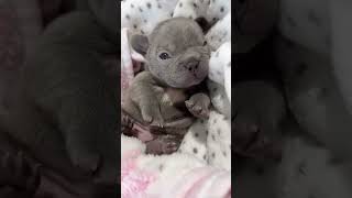 “🐶 Penelope 🌸 Our little 3 week old blue female 💕” frenchbulldog puppy puppies [upl. by Ireg496]