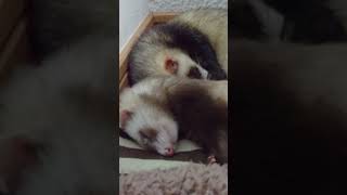 寝てるフェレット達を見る動画 ferret Ferrets are sleeping [upl. by Anar]