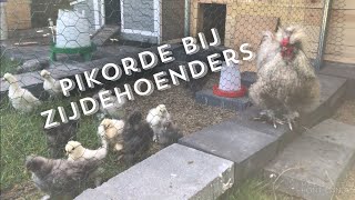 Pikorde bij zijdehoenders [upl. by Ayahc344]