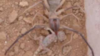 UFC  Camel Spider vs Lizard [upl. by Gavriella351]