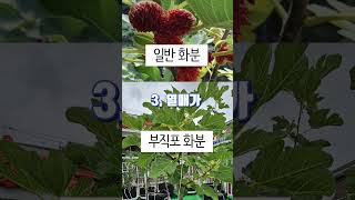 부직포화분 장점만 먼저보기 [upl. by Tedda]