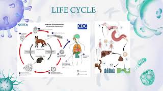 Echinococcus multilocularis [upl. by Lander218]