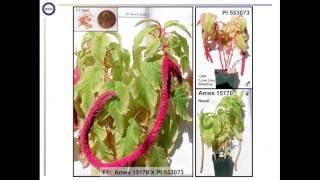 Genomic Resources for Chenopodium quinoa [upl. by Htebezile]