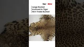 Large Racket Involved in Tiger Skin Trade Busted [upl. by Nossaj]