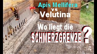 Vespa Velutina  Wo liegt die Schmerzgrenze [upl. by Kermy]