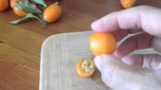 Quick Intro to Kumquats what are amp how to eat Sweetish Peel But Sour Fruit3 [upl. by Warfore]