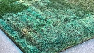 Lawn Repair  Tenacity Herbicide Bentgrass Removal [upl. by Pettifer]