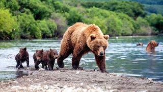 One Of The LARGEST Bears On The Planet — Kamchatka Brown Bear [upl. by Neztnaj757]