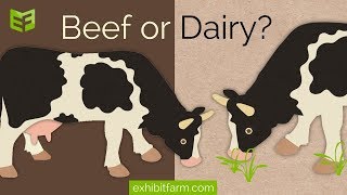 How do I know if a cow is a beef or dairy cow [upl. by Sirrom]