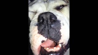 Bulldog snoring staffie yorkie [upl. by Drallim]