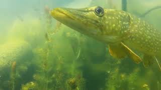 Brandenburgs Unterwasserwelt Hecht Esox lucius im Unterwasserwald [upl. by Medlin]