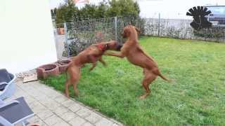 Rhodesian Ridgebacks  rough play  ATTACK [upl. by Aramas]