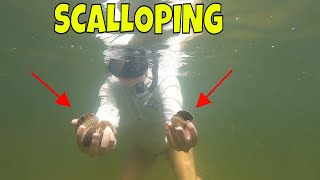 Steinhatchee Florida SCALLOPING  Finding bay scallops in crystal clear water [upl. by Asquith]