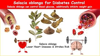 Salacia Oblonga Diabetes Herb Lower BS amp Cholesterol [upl. by Orabel]