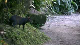 Agouti at Papillote Wilderness Retreat [upl. by Pelligrini972]