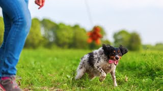 Meeting the Exercise Needs of Brittany Dogs [upl. by Ainahs499]