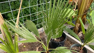 Washingtonia Filifera California fan palm update [upl. by Ardnasyl]