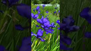 Beautiful Irises flower garden 🌺🌺flowers flower Irises nature flowerplant beautiful 4k 20 [upl. by Horner]