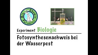 Experiment Biologie – Fotosynthesenachweis bei der Wasserpest [upl. by Thaddeus324]